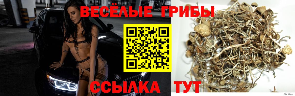 как найти закладки  Псилоцибиновые грибы ЛСД  Вход с VPN  Псилоцибиновые грибы Psilocybe  Усть-Джегута 